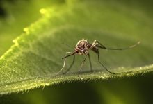 The Mosquito Control Section of Public Works will be using larvicide to treat some locations in North Lauderdale and Tamarac from Monday, July 28, to Friday, August 1, 2025
