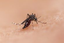Broward County officials have called off the scheduled spraying of mosquitoes in several of northeast areas due to unfavorable weather