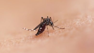 Broward County officials have called off the scheduled spraying of mosquitoes in several of northeast areas due to unfavorable weather