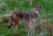 The Florida Fish and Wildlife Conservation Commission (FWC) is inviting everyone to a live virtual talk about coyotes on Tuesday, September 9, at 7 p.m.