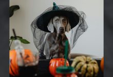 Halloween can be fun for families, but it can also be dangerous for pets in ways they don't expect. The holiday can be stressful and dangerous for animals because of the costumes, candy, and constant doorbell ringing