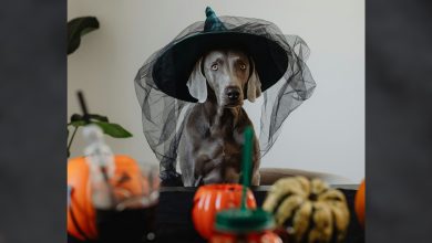 Halloween can be fun for families, but it can also be dangerous for pets in ways they don't expect. The holiday can be stressful and dangerous for animals because of the costumes, candy, and constant doorbell ringing