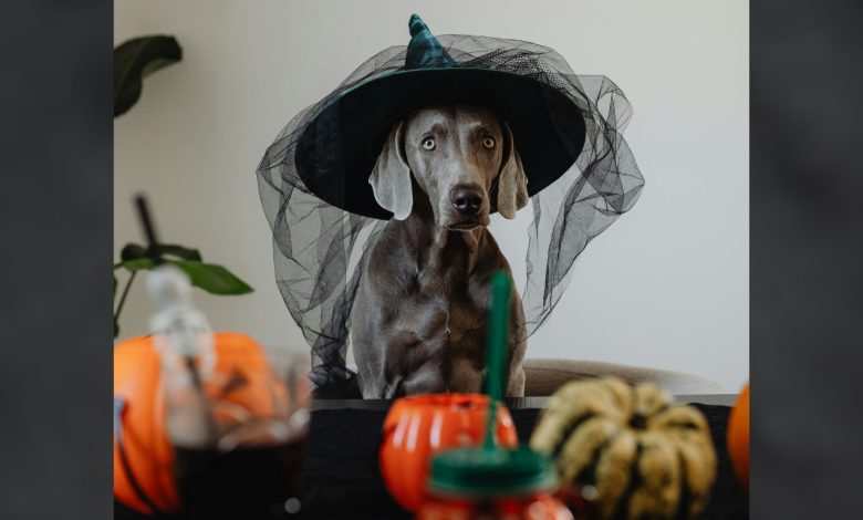 Halloween can be fun for families, but it can also be dangerous for pets in ways they don't expect. The holiday can be stressful and dangerous for animals because of the costumes, candy, and constant doorbell ringing