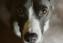 Broward County Animal Care is finishing off Fiscal Year 2025 with results that show it was one of the best years in the agency's history