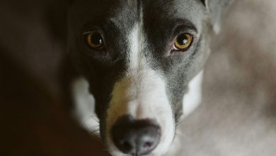 Broward County Animal Care is finishing off Fiscal Year 2025 with results that show it was one of the best years in the agency's history