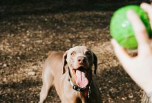 Pet owners will join together for the Paws with Claus Holiday Paw-ty on Saturday, December 13, which will add a fun touch to the holiday season