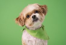 Broward County Animal Care encourages people to sign up for its Tags for Life program. This program makes it easy to register pets and helps keep animals and the community safe