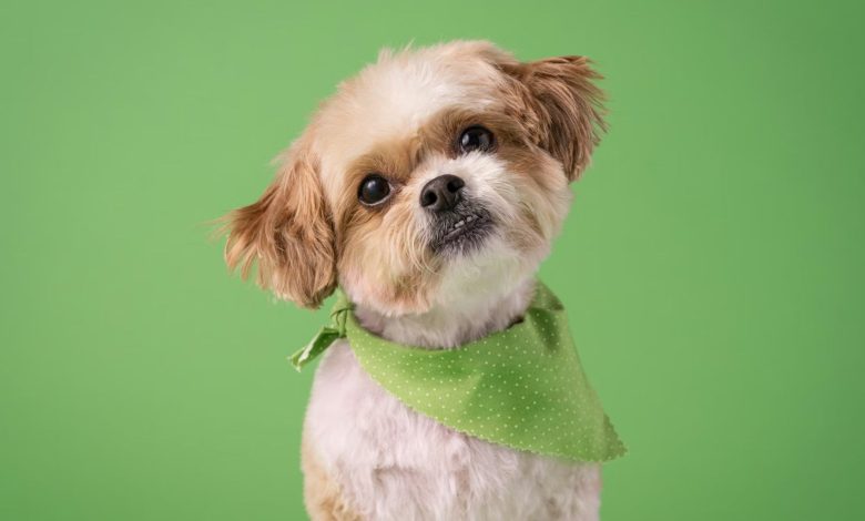 Broward County Animal Care encourages people to sign up for its Tags for Life program. This program makes it easy to register pets and helps keep animals and the community safe