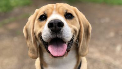 Families and animal lovers in Tamarac are getting ready for a fun community event focused on taking care of pets and keeping them healthy. The Furever Friends Pet Expo is coming up soon