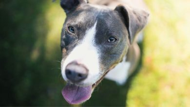 On Saturday, February 28, at 9 a.m., Broward County Animal Care and the Hollywood Run Club will put on "Pace with Pups,"