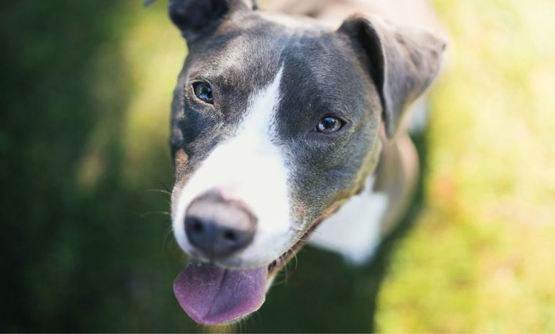 On Saturday, February 28, at 9 a.m., Broward County Animal Care and the Hollywood Run Club will put on "Pace with Pups,"