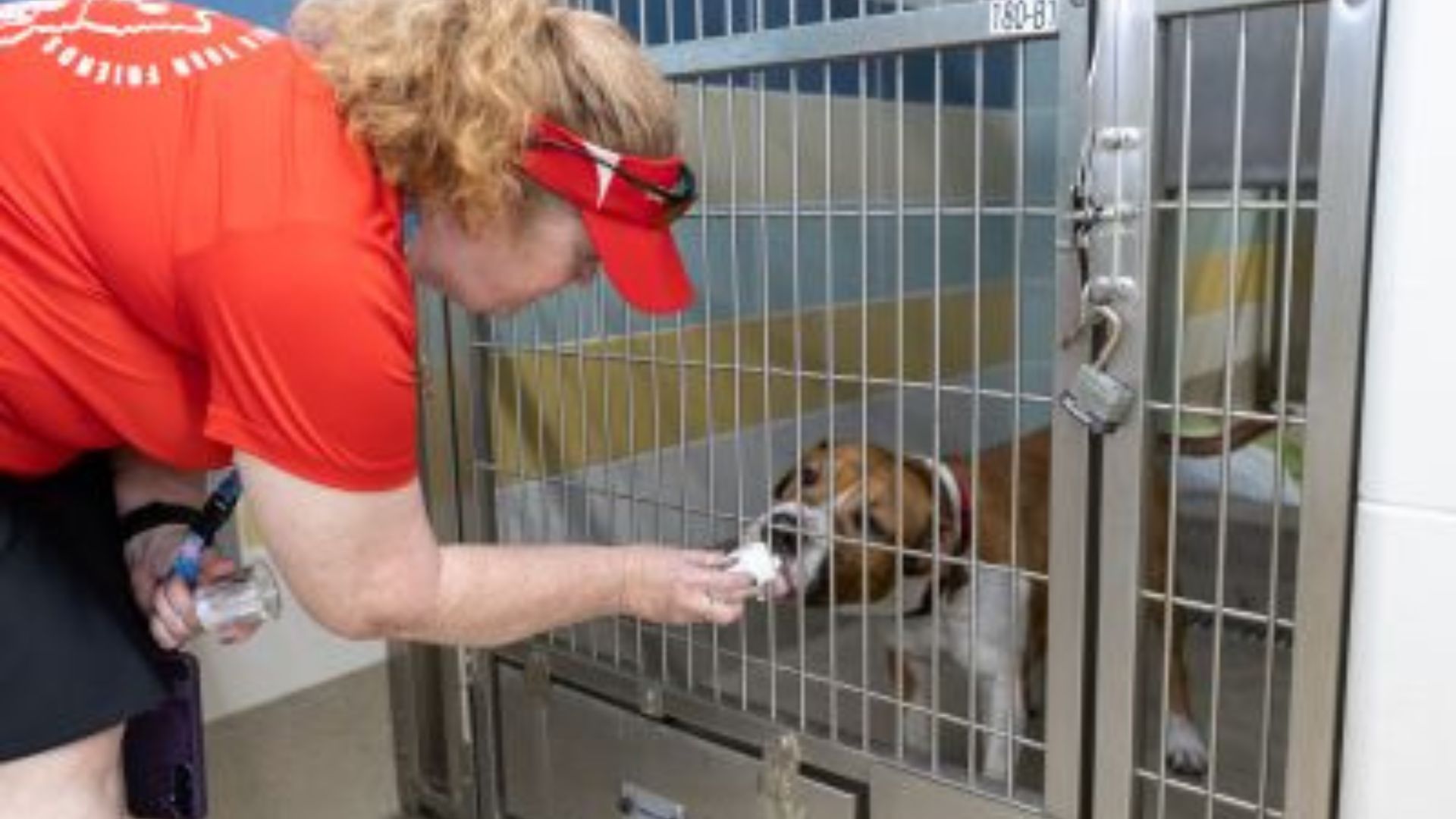 On Saturday, February 28, at 9 a.m., Broward County Animal Care and the Hollywood Run Club will put on "Pace with Pups,"