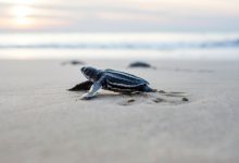 Sea turtle nesting season is now underway, marking the start of a months-long natural event that unfolds across the county’s 24 miles of coastline each year.