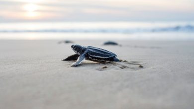 Sea turtle nesting season is now underway, marking the start of a months-long natural event that unfolds across the county’s 24 miles of coastline each year.