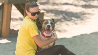 Broward County Animal Care is again joining the BISSELL Pet Foundation’s nationwide Empty the Shelters campaign, waiving adoption fees through Sunday, July 26. The effort is designed to move more animals into permanent homes while freeing shelter space for the next pets that arrive needing food, medical attention and protection.