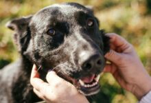 The limited-time effort is aimed at finding homes for animals already waiting at the county shelter while creating space for others that may need help next.