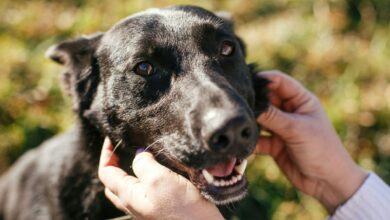 The limited-time effort is aimed at finding homes for animals already waiting at the county shelter while creating space for others that may need help next.