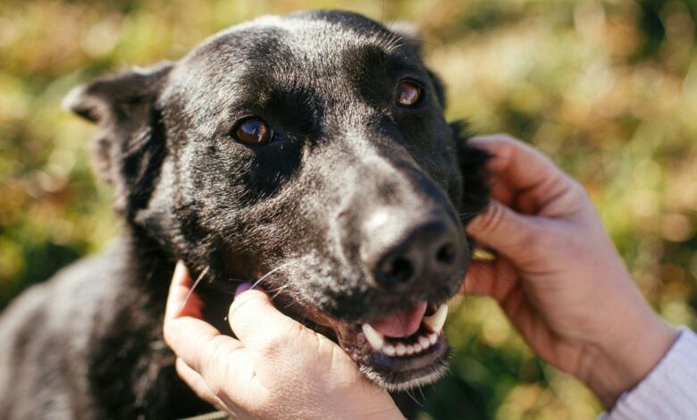 The limited-time effort is aimed at finding homes for animals already waiting at the county shelter while creating space for others that may need help next.