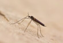 The increased activity has prompted Broward County to expand its mosquito control efforts in parts of Weston, Southwest Ranches, Pembroke Pines and Miramar, with enhanced operations expected to continue until mosquito populations decline.