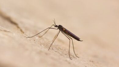 The increased activity has prompted Broward County to expand its mosquito control efforts in parts of Weston, Southwest Ranches, Pembroke Pines and Miramar, with enhanced operations expected to continue until mosquito populations decline.