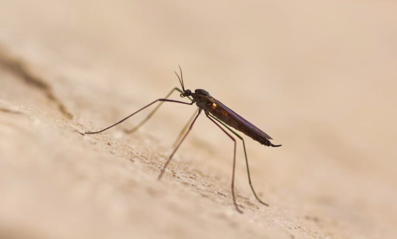 The increased activity has prompted Broward County to expand its mosquito control efforts in parts of Weston, Southwest Ranches, Pembroke Pines and Miramar, with enhanced operations expected to continue until mosquito populations decline.