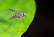 The treatment began Wednesday, October 14, and is scheduled to continue through Wednesday, October 21, 2026. Rather than targeting flying mosquitoes, crews are focusing on larvae developing in small pools of standing water around homes, businesses and landscaping.