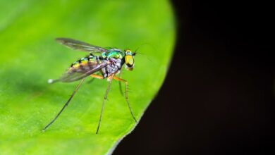 The treatment began Wednesday, October 14, and is scheduled to continue through Wednesday, October 21, 2026. Rather than targeting flying mosquitoes, crews are focusing on larvae developing in small pools of standing water around homes, businesses and landscaping.