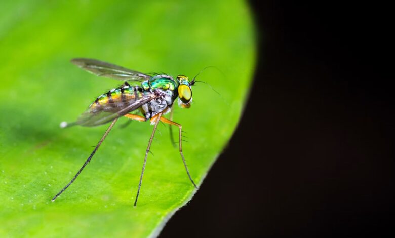 The treatment began Wednesday, October 14, and is scheduled to continue through Wednesday, October 21, 2026. Rather than targeting flying mosquitoes, crews are focusing on larvae developing in small pools of standing water around homes, businesses and landscaping.
